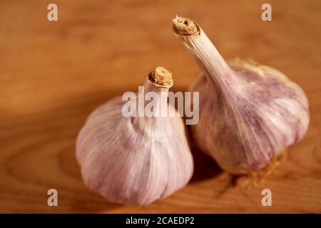 Aglio. Due intere teste di aglio crudo da una fattoria nella contea di Lancaster, Pennsylvania, Stati Uniti Foto Stock