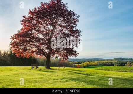 Un Cimson King Maple Tree presso la vecchia Fernald School di Templeton, Massachusetts Foto Stock