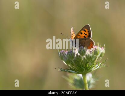 Small Copper, Lycaena phlaeas, singolo adulto che riposa sul prezzemolo di mucca, Antthrisscus sylvestris, in campo, Worcestershire, Regno Unito. Foto Stock