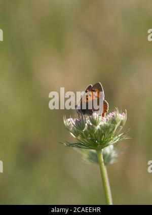 Small Copper, Lycaena phlaeas, singolo adulto che riposa sul prezzemolo di mucca, Antthrisscus sylvestris, in campo, Worcestershire, Regno Unito. Foto Stock