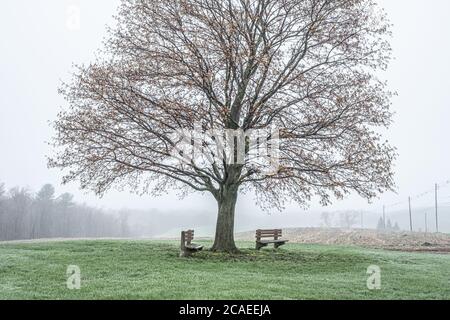 Un Cimson King Maple Tree presso la vecchia Fernald School di Templeton, Massachusetts Foto Stock