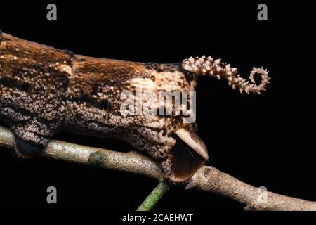 Coda spinosa closeup di morte Hawk Moth, Acherontia lachesis, Famiglia Sphingidae su sfondo nero Foto Stock