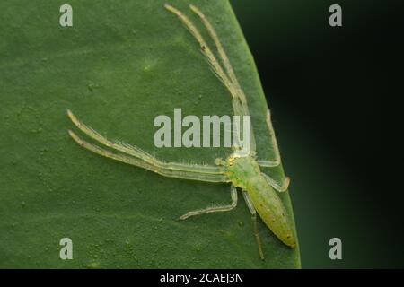 Ragno di granchio traslucido (Oxytate virens) Thomisidae che mostra tutto il corpo Foto Stock