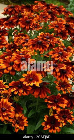 Un gruppo di fiori di Bicolor Bronzo di Rudbeckia Summerdaisy. Foto Stock