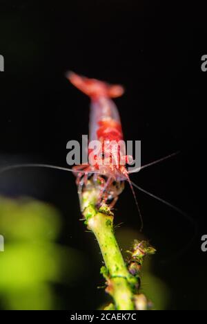 Gamberi in acquario d'acqua dolce. Neocaridina davidi o gamberetti di Rili. Foto Stock