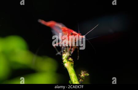 Gamberi in acquario d'acqua dolce. Neocaridina davidi o gamberetti di Rili. Foto Stock