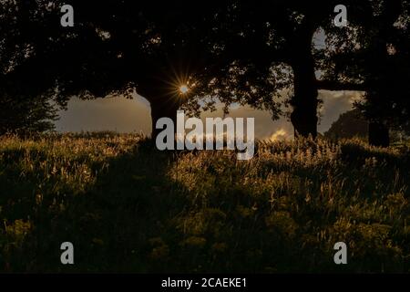 Sera il sole si inaridisce attraverso gli alberi di Bailldon, Yorkshire, Inghilterra. Foto Stock