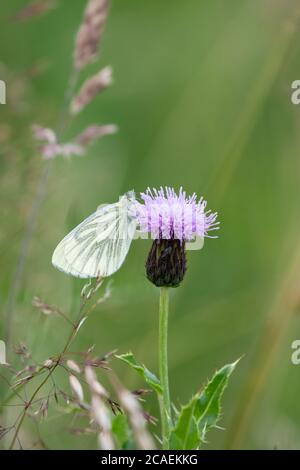 Farfalla bianca con venature verdi -Pieris napi - su Thistle, Scozia, Regno Unito Foto Stock