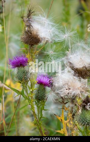 Cirsium vulgare, il cardo di lancia, il cardo di toro o il seme comune di impostazione del cardo - Scozia, Regno Unito Foto Stock