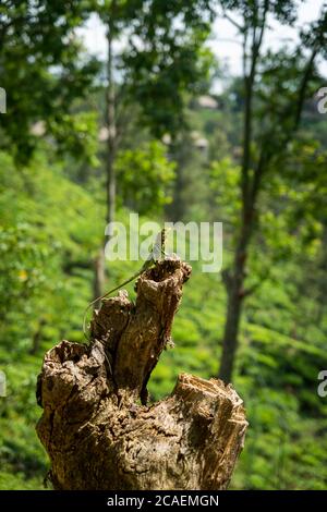 Lucertola arancione e verde isolata su un ceppo di alberi. Ella, Sri Lanka. Giungla sfocata sullo sfondo Foto Stock