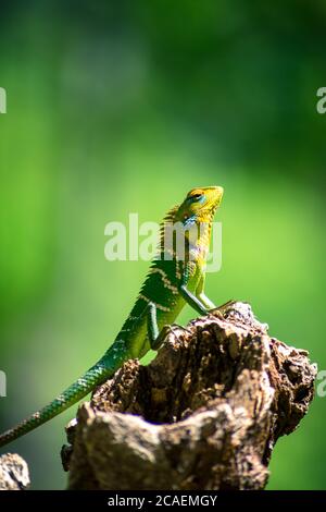 Primo piano di una lucertola arancione e verde isolata su un ceppo di alberi. Ella, Sri Lanka. Giungla sfocata sullo sfondo Foto Stock