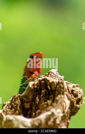 Primo piano di una lucertola rossa e verde isolata su un albero. Ella, Sri Lanka. Bella bokeh verde con luce sullo sfondo Foto Stock