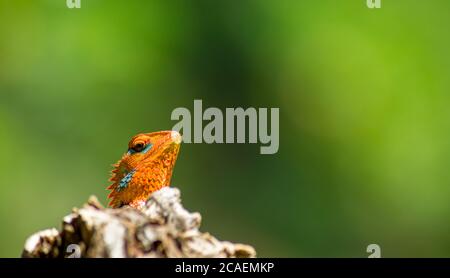 Primo piano di una lucertola arancione e verde isolata su un albero. Ella, Sri Lanka. Bella bokeh verde con luce sullo sfondo Foto Stock