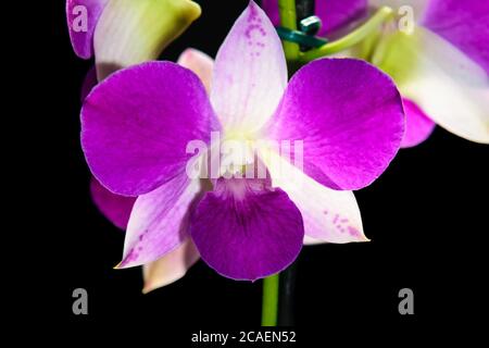 PORPORA DENPHAL ORCHID CON I SUOI PETAS ILLUMINATI DALLA LUCE SOLARE FOTOGRAFATI SU UNO SFONDO NERO Foto Stock