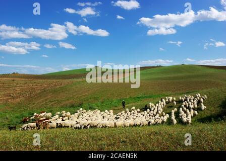 Paesaggio idilliaco della Sicilia con colline coperte di erba verde e gregge di pecore con pastore sotto nuvole bianche Foto Stock
