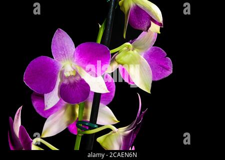 PORPORA DENPHAL ORCHID CON I SUOI PETAS ILLUMINATI DALLA LUCE SOLARE FOTOGRAFATI SU UNO SFONDO NERO Foto Stock