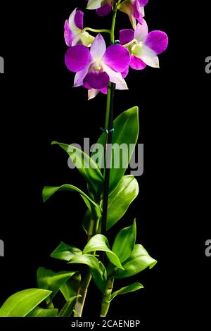 PORPORA DENPHAL ORCHID CON I SUOI PETAS ILLUMINATI DALLA LUCE SOLARE FOTOGRAFATI SU UNO SFONDO NERO Foto Stock