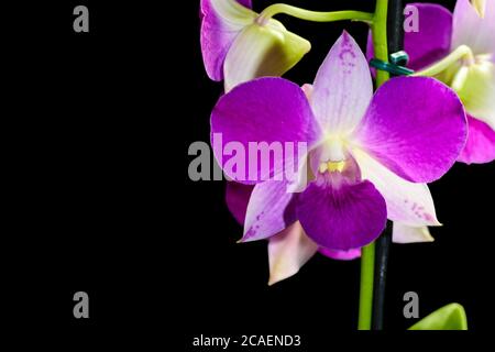 PORPORA DENPHAL ORCHID CON I SUOI PETAS ILLUMINATI DALLA LUCE SOLARE FOTOGRAFATI SU UNO SFONDO NERO Foto Stock