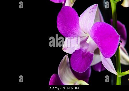 PORPORA DENPHAL ORCHID CON I SUOI PETAS ILLUMINATI DALLA LUCE SOLARE FOTOGRAFATI SU UNO SFONDO NERO Foto Stock