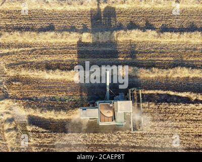 Vista dall'alto, mietitrebbiatrice su un campo che raccoglie grano o orzo. Falciatura dell'orzo e ombra... Foto Stock