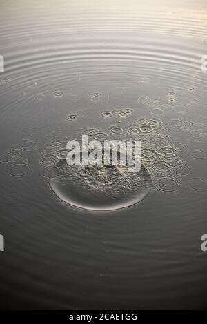 gocce d'acqua sull'acqua limpida e pura - buona per sfondi Foto Stock