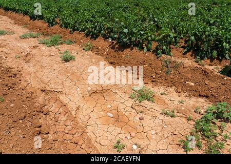 Le colture di pepe soffrono mentre la siccità continua. Pepare campo con terreno molto asciutto. Campo di pepe secco in Turchia. Estrema droogte ad Adana. Agricoltura Foto Stock