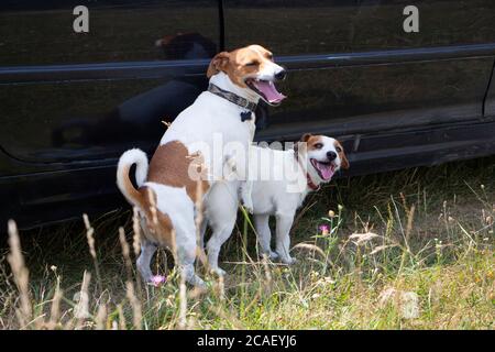 Accoppiamento di due cani Jack Russell Terrier, animali da allevamento. Foto Stock