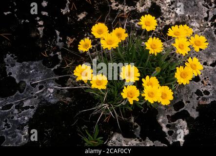 Lakeside Daisy o Manitoulin Oro (Hymenoxys acaulis) che cresce in habitat Alvar. Bruce Peninsula National Park, Georgian Bay Biosphere Reserve, Ontario Foto Stock