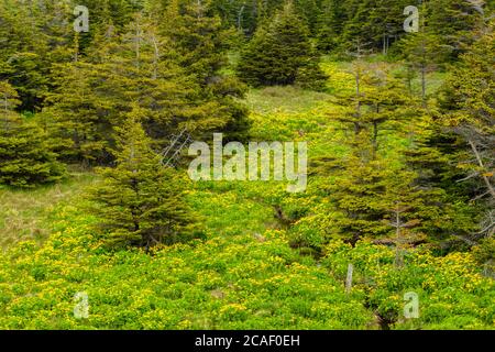 Marsh marigolds (Caltha palustris) colonia fiorente vicino a un piccolo ruscello, Boutte du Cap, Terranova e Labrador NL, Canada Foto Stock