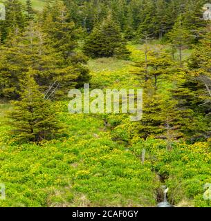 Marsh marigolds (Caltha palustris) colonia fiorente vicino a un piccolo ruscello, Boutte du Cap, Terranova e Labrador NL, Canada Foto Stock