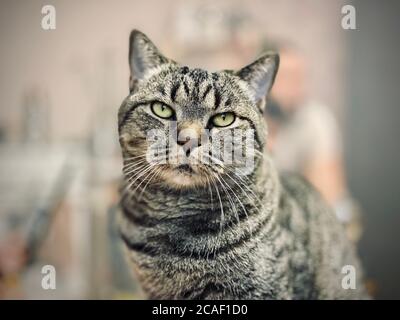 Un gatto grigio con un aspetto duro e minaccioso si siede Foto Stock