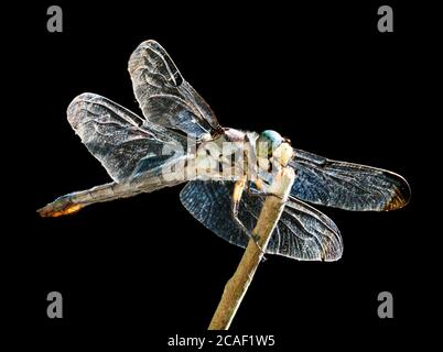 Un'immagine ravvicinata messa a fuoco di un Dasher blu maturo Dragonfly su sfondo nero Foto Stock