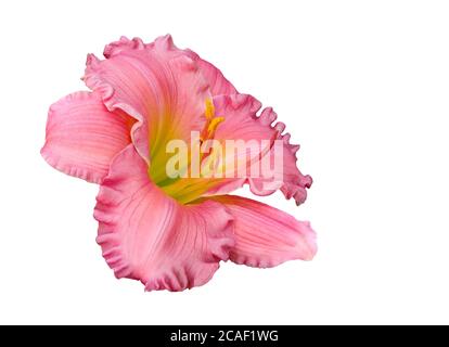 Primo piano immagine impilata di un'immagine rosa e gialla Isolato su bianco Foto Stock