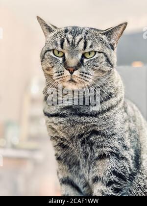 Un gatto grigio con un aspetto duro e minaccioso si siede Foto Stock