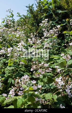 Fioritura su una macchia selvaggia di mora Rubus frutticosus UNA spinosa arbusto che ha fiori rosa o bianchi e nero commestibile bacche in fine estate e autunno Foto Stock