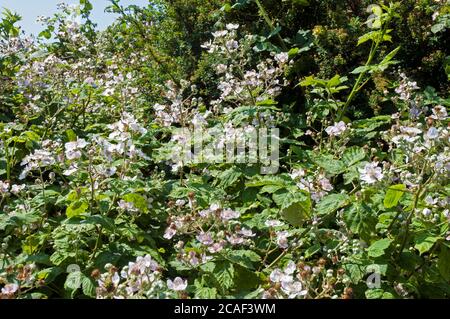 Fioritura su una macchia selvaggia di mora Rubus frutticosus UNA spinosa arbusto che ha fiori rosa o bianchi e nero commestibile bacche in fine estate e autunno Foto Stock