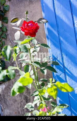 Rose rosse. Scarlatto rose cespuglio. Blu persiane di legno sfondo. Foto Stock