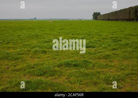 Scene di campagna della Nuova Zelanda Foto Stock