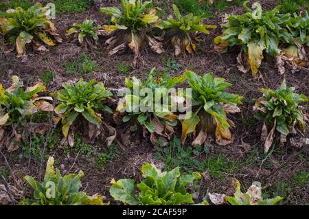 Scene di campagna neozelandese: Colture foraggere per bovini e ovini. Foto Stock