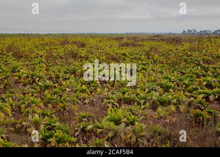 Scene di campagna neozelandese: Colture foraggere per bovini e ovini. Foto Stock