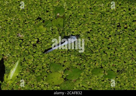 Dragonfly su piccola crescita di piante a Reelfoot Lake, TN Foto Stock