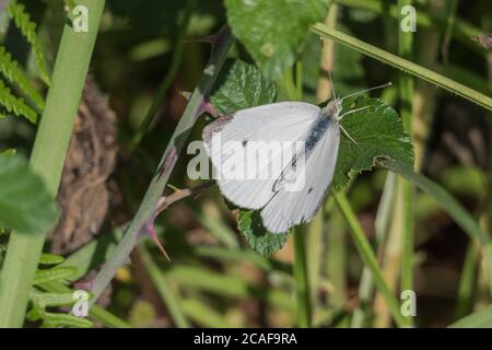 farfalla grande bianca pieris brasicae appollaiato su una foglia di blackberry pianta Foto Stock