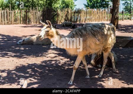 Foto closeup di lama nello zoo sotto la luce del sole e ombra Foto Stock