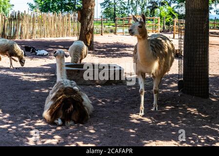 Foto closeup di lama nello zoo sotto la luce del sole e ombra Foto Stock