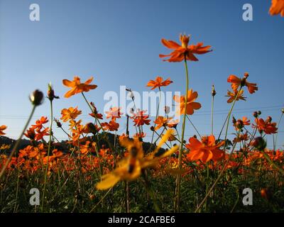 Foto a basso angolo di un Cosmos giallo Bipinnata Hort fiori sotto un cielo blu chiaro Foto Stock