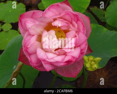 Foto ad alto angolo di fiore di loto divino con laghetti di loto sullo sfondo Foto Stock