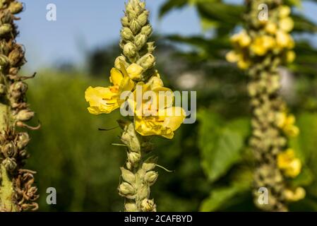 Verbascum densiflorum, fiori gialli di mullein di denseflower in fuoco sellettivo macro di prato Foto Stock