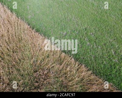 Vista aerea del campo di grano con consistenza vegetale Foto Stock