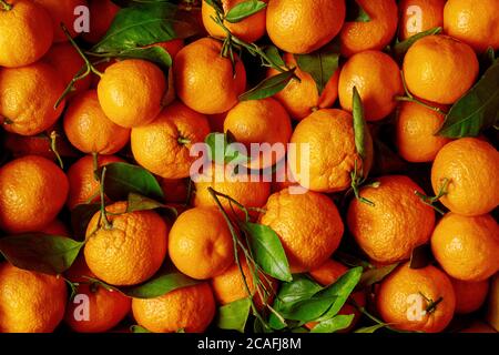 Raccolta fresca di mandarino, mandarino con foglie verdi. Foto Stock