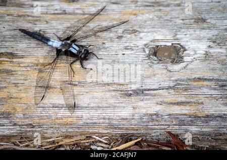 Black & White Dragonfly su banchina in legno Foto Stock